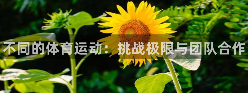 哈哈体育
